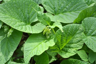 İlkbaharda ormanda vahşi doğada simphtum cordatum yetişir. 