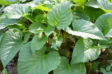 İlkbaharda ormanda vahşi doğada simphtum cordatum yetişir. 