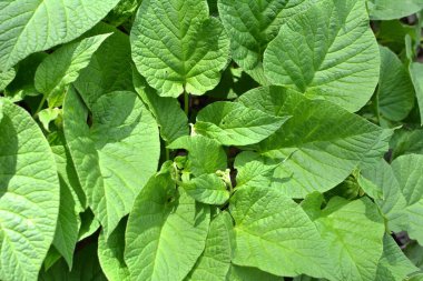 İlkbaharda ormanda vahşi doğada simphtum cordatum yetişir. 