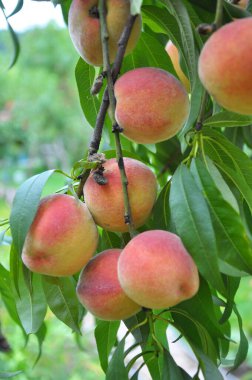 Yeşil yapraklı bir ağacın dalında olgun şeftali meyveleri yetişir.