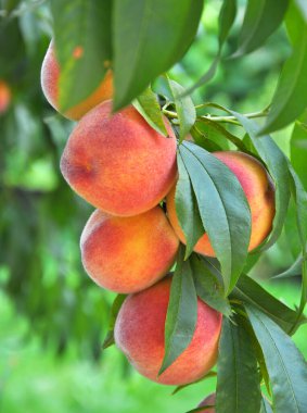 Yeşil yapraklı bir ağacın dalında olgun şeftali meyveleri yetişir.