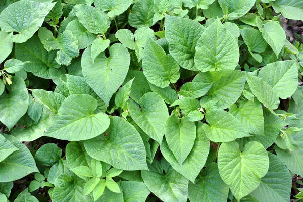 Musim Semi Hutan Alam Liar Tumbuh Symphytum Cordatum — Stok Foto