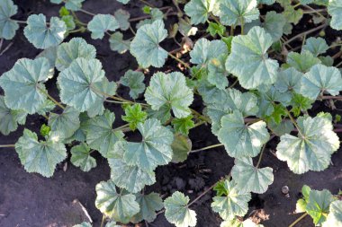 Mallow (Malva pusilla, Malva rotundifolia) yazın vahşi doğada yetişir