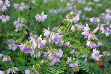 Doğada, Securigera varia yabani otlarda yetişir.
