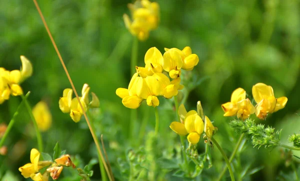 Lotus Grows Meadow Wild Grasses — Stock Photo, Image