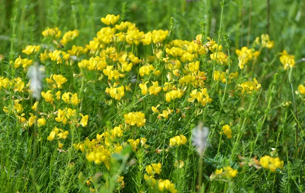 Lotus Grows Meadow Wild Grasses — Stock Photo, Image
