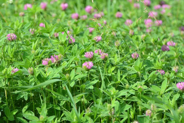 Auf Der Wiese Zwischen Den Wilden Gräsern Blüht Klee Trifolium — Stockfoto