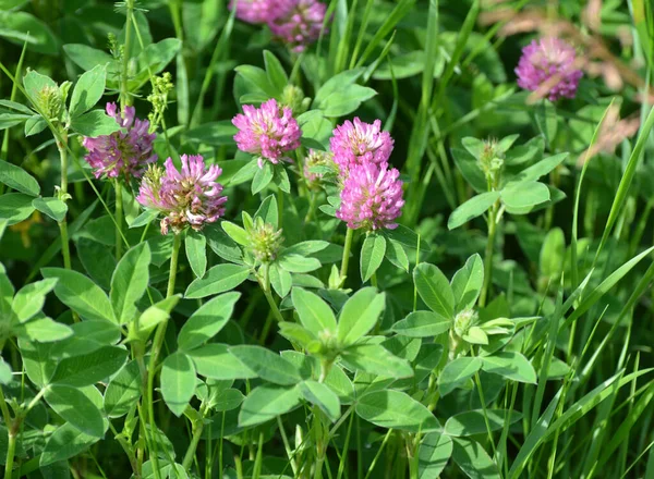 Auf Der Wiese Zwischen Den Wilden Gräsern Blüht Klee Trifolium — Stockfoto