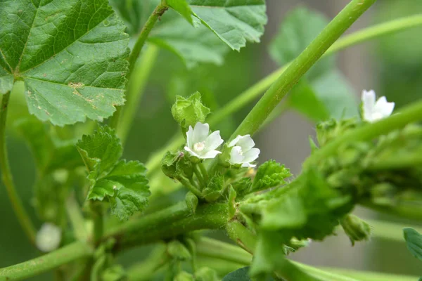 Маллоу Malva Pusilla Malva Rotundifolia Растет Дикой Природе Летом — стоковое фото