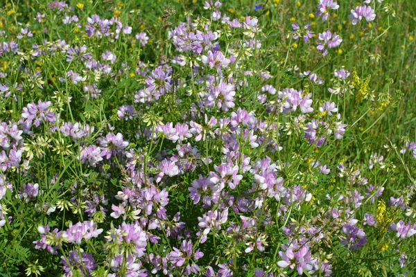 Natuur Securigera Varia Groeit Wilde Grassen — Stockfoto