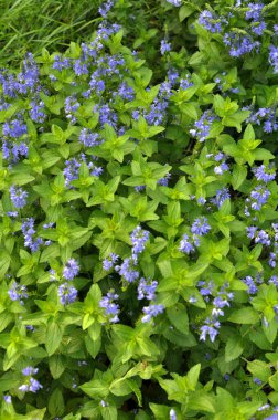 Vahşi doğada, Veronica Teucrium otların arasında yetişir. 
