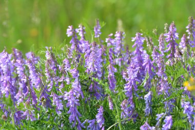 Vicia tenuifolia vahşi çayırlarda çiçek açar.