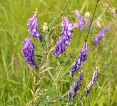 Vicia tenuifolia vahşi çayırlarda çiçek açar.