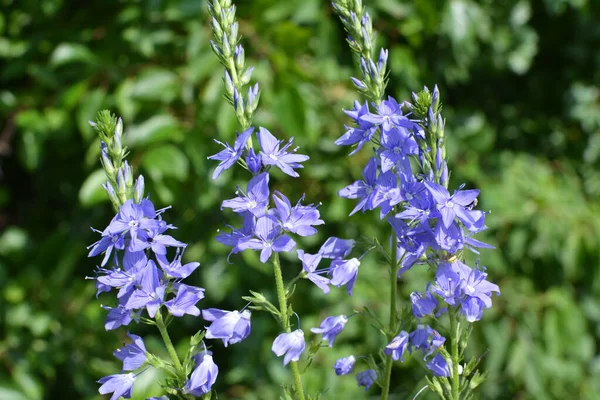 Naturaleza Verónica Teucrium Crece Entre Las Hierbas — Foto de Stock