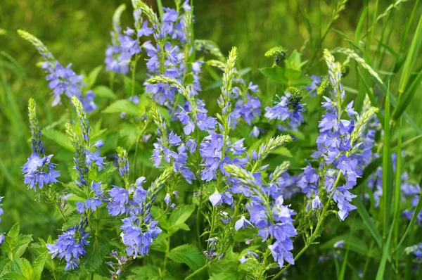 Naturaleza Verónica Teucrium Crece Entre Las Hierbas —  Fotos de Stock