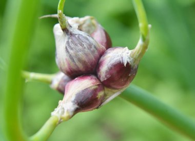 Bahçede çok katmanlı soğan yetişiyor.