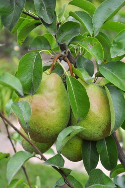 Meyve bahçesinde, armutlar ağaç dalında olgunlaşır..