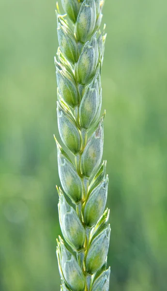 Farm Field Close Spikelets Young Green Wheat — Stock Photo, Image