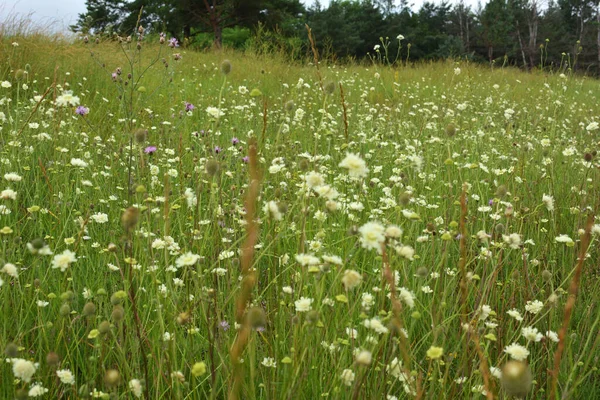 Scabiosa Ochroleuca Rośnie Wolności Wśród Traw — Zdjęcie stockowe