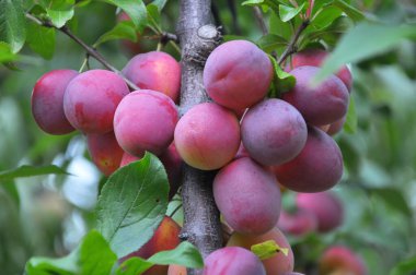 Ağacın dalındaki meyve bahçesinde olgun erikler var.