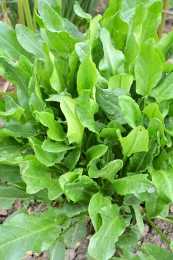 Sorrel bahçedeki açık organik toprakta yetişir.