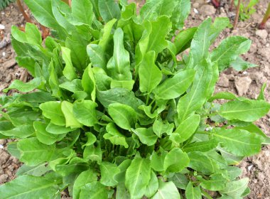 Sorrel bahçedeki açık organik toprakta yetişir.