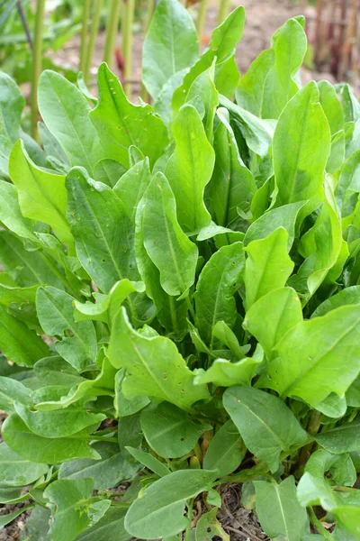 Sorrel Grows Open Organic Soil Garden — Stock Photo, Image