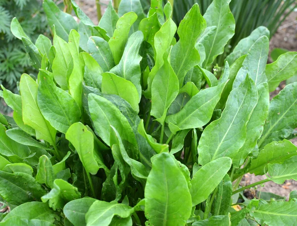 Sorrel Grows Open Organic Soil Garden — Stock Photo, Image