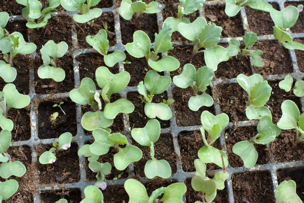 用塑料盒装 有机土壤种植的卷心菜种子 — 图库照片