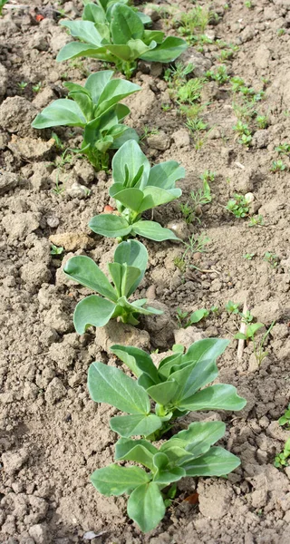 春になると 農場で若い馬豆 ビシア豆 が育ちます — ストック写真