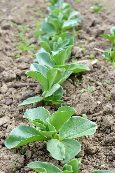 Primavera Jovem Cavalo Vicia Faba Cresce Campo Fazenda — Fotografia de Stock