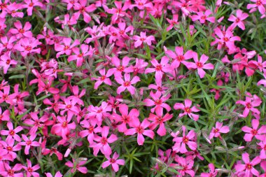 İlkbaharda, feniks subulata çiçek açar.