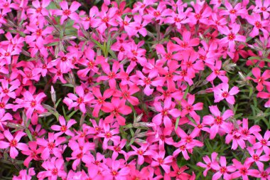 İlkbaharda, feniks subulata çiçek açar.