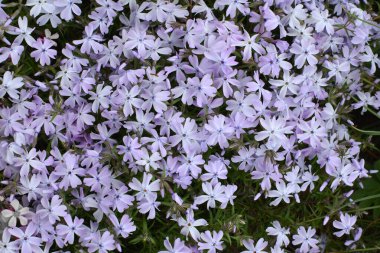 İlkbaharda, feniks subulata çiçek açar.