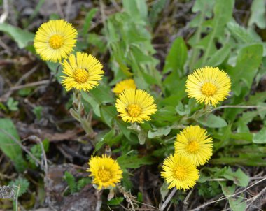 Doğada, ilkbahar erken çiçek açar bal ve ilaçlar coltsfoot (Tussilago farfara)