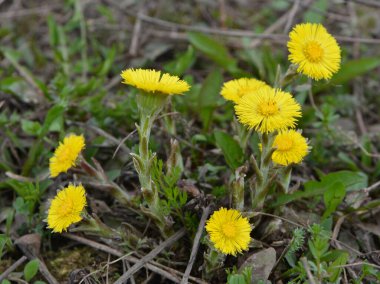 Doğada, ilkbahar erken çiçek açar bal ve ilaçlar coltsfoot (Tussilago farfara)