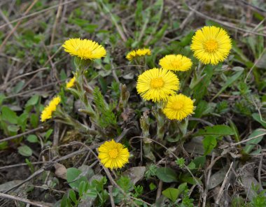 Doğada, ilkbahar erken çiçek açar bal ve ilaçlar coltsfoot (Tussilago farfara)