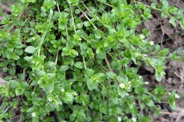 İlkbaharda Stellaria medyası doğada büyüyor.