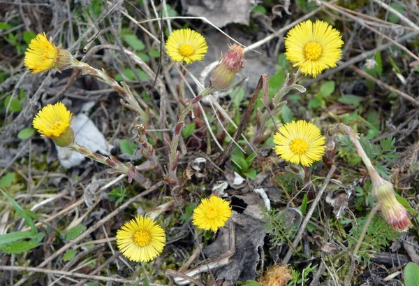 Przyrodzie Kwitną Wczesną Wiosną Miód Leki Roślin Coltsfoot Tussilago Farfara — Zdjęcie stockowe