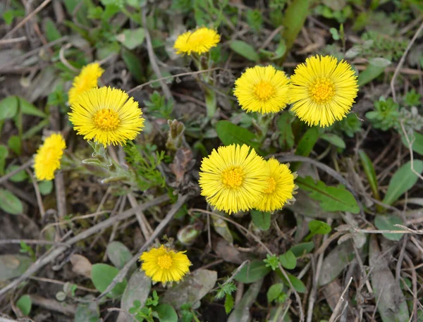 Natureza Florescer Início Primavera Mel Medicamentos Coltsfoot Planta Tussilago Farfarfara — Fotografia de Stock