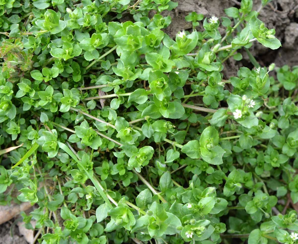 Την Άνοιξη Μέσα Μαζικής Ενημέρωσης Stellaria Μεγαλώνει Στην Άγρια Φύση — Φωτογραφία Αρχείου