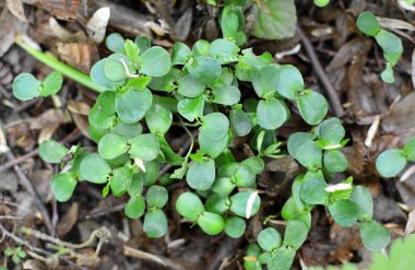 Hornbeam (Carpinus betulus), ormanda tohumdan filizlenen ağaç filizleri. 