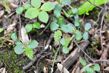 Hornbeam (Carpinus betulus), ormanda tohumdan filizlenen ağaç filizleri. 