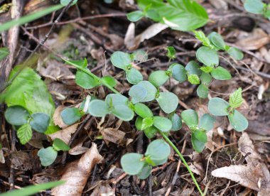 Hornbeam (Carpinus betulus), ormanda tohumdan filizlenen ağaç filizleri. 
