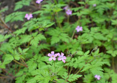 Geranium (Geranium robertianum) vahşi doğada yetişir. 