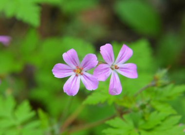 Geranium (Geranium robertianum) vahşi doğada yetişir. 