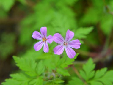 Geranium (Geranium robertianum) vahşi doğada yetişir. 