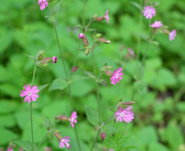 Silene dioica baharda doğada büyür.