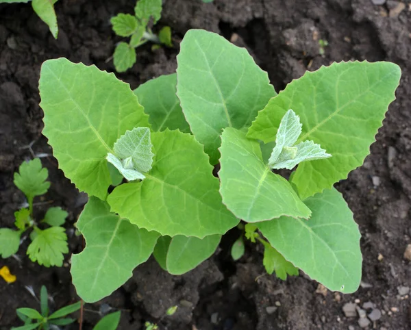 Pada Musim Semi Tanaman Yang Dapat Dimakan Orach Atriplex Hortensis — Stok Foto