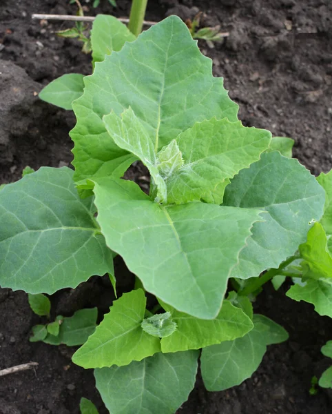 Spring Edible Plant Orach Atriplex Hortensis Grows Garden — Stock Photo, Image